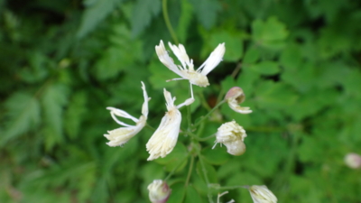 f:id:hatekota810:20160724184224j:image