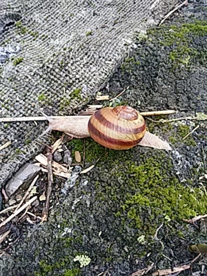 f:id:hatekota810:20160730193114j:image