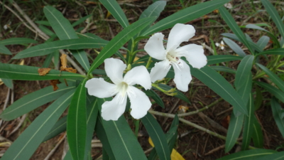 f:id:hatekota810:20160803195613j:image