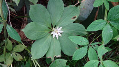 f:id:hatekota810:20160805184705j:image