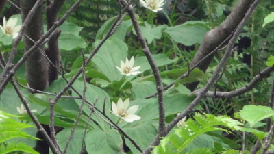 f:id:hatekota810:20160805184921j:image