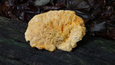 f:id:hatekota810:20160905193833j:image