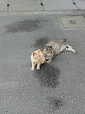 f:id:hatekota810:20160908184918j:image