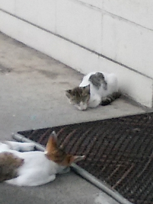 f:id:hatekota810:20160908184932j:image