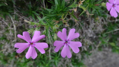 f:id:hatekota810:20160924182535j:image