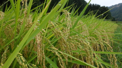 f:id:hatekota810:20161015180748j:image