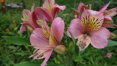 f:id:hatekota810:20161015181723j:image