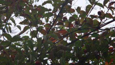 f:id:hatekota810:20161016193155j:image