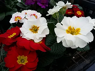 f:id:hatekota810:20161223214806j:image