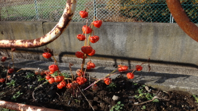 f:id:hatekota810:20161225180832j:image