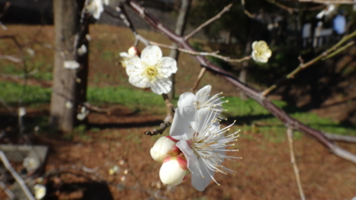 f:id:hatekota810:20170206190922j:image