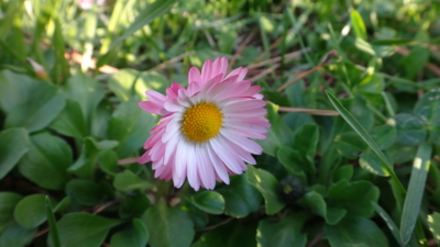 f:id:hatekota810:20170504200442j:image