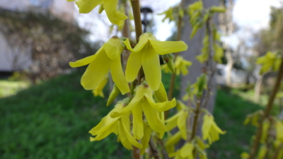 f:id:hatekota810:20170504201724j:image