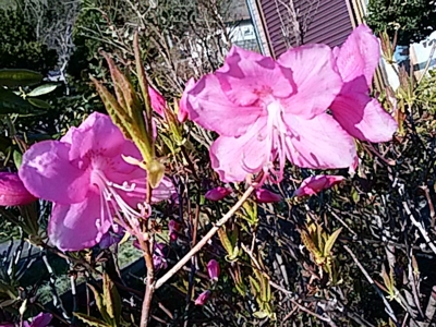 f:id:hatekota810:20170506184921j:image