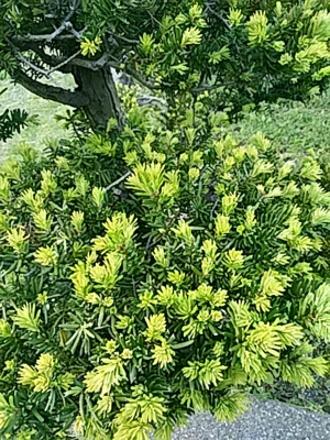 f:id:hatekota810:20170519211910j:image