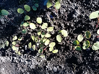 f:id:hatekota810:20170519212230j:image