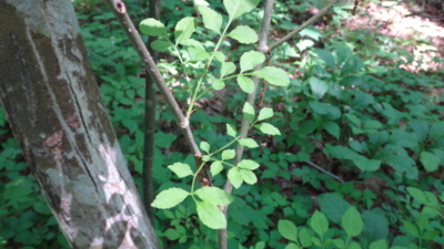 f:id:hatekota810:20170709144332j:image