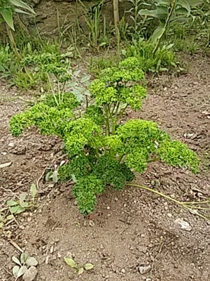 f:id:hatekota810:20170802173720j:image