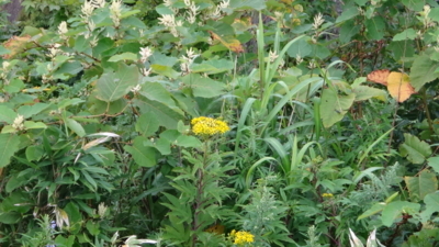 f:id:hatekota810:20170909081238j:image