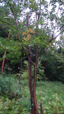 f:id:hatekota810:20170921182203j:image