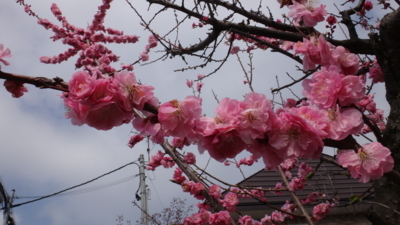 f:id:hatekota810:20180503182131j:image