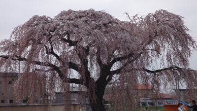 f:id:hatekota810:20180503182609j:image