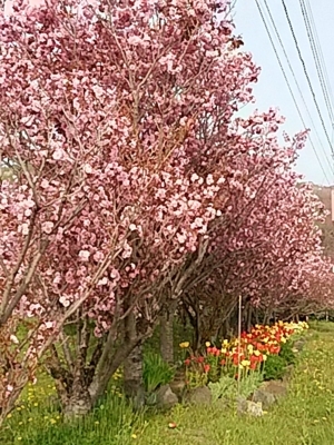 f:id:hatekota810:20180516185227j:image