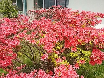 f:id:hatekota810:20180516185428j:image