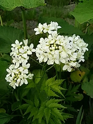 f:id:hatekota810:20180516185650j:image