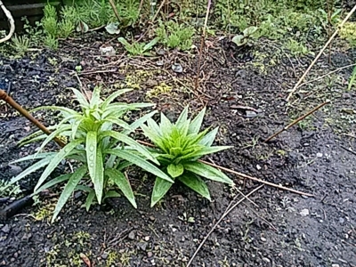 f:id:hatekota810:20180519183327j:image