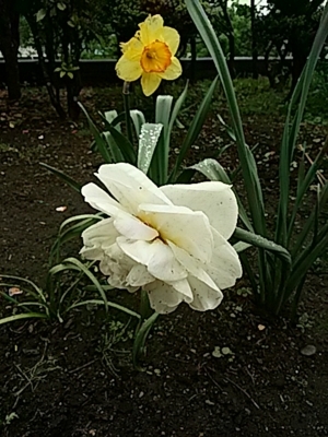 f:id:hatekota810:20180519183615j:image