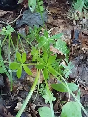 f:id:hatekota810:20180708160448j:image