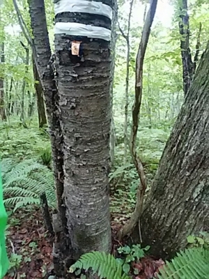 f:id:hatekota810:20180708161242j:image