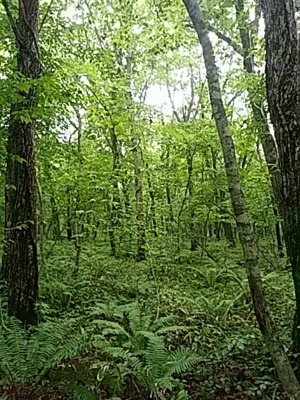 f:id:hatekota810:20180708161541j:image