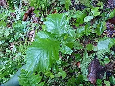 f:id:hatekota810:20180708164210j:image