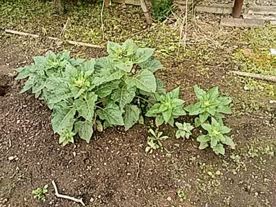 f:id:hatekota810:20180715073437j:image