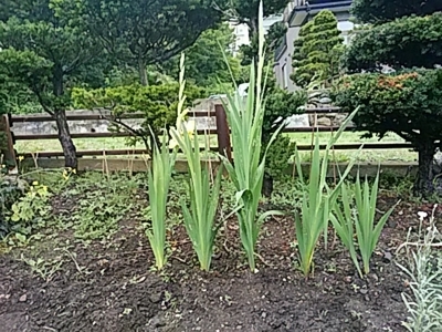 f:id:hatekota810:20180812221821j:image