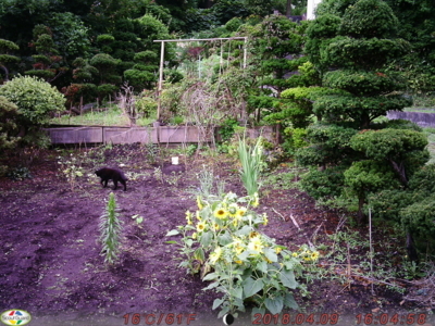 f:id:hatekota810:20180819084243j:image