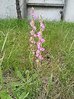 f:id:hatekota810:20180905180140j:image