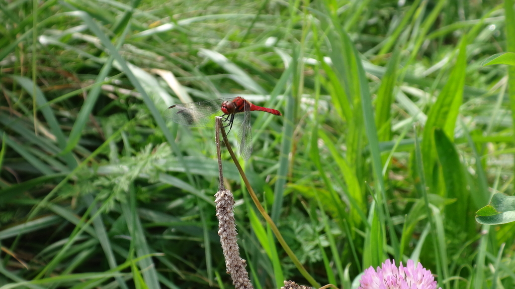 f:id:hatekota810:20180915194903j:plain