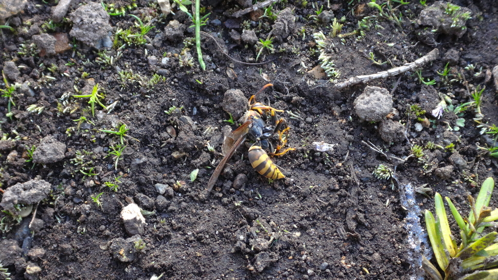 f:id:hatekota810:20180917202803j:plain