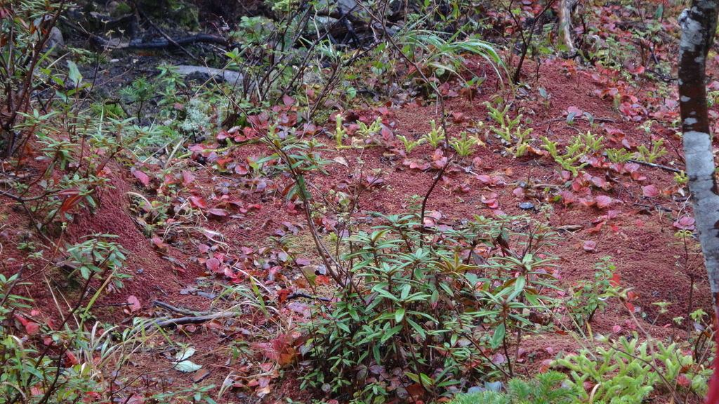 f:id:hatekota810:20180924112103j:plain