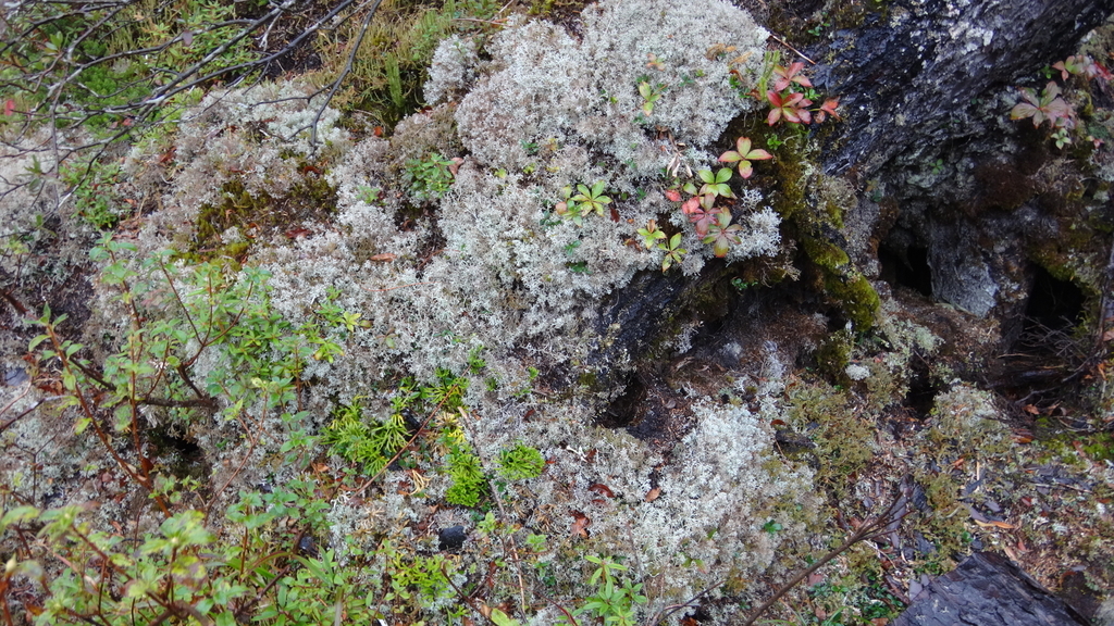 f:id:hatekota810:20180924112328j:plain