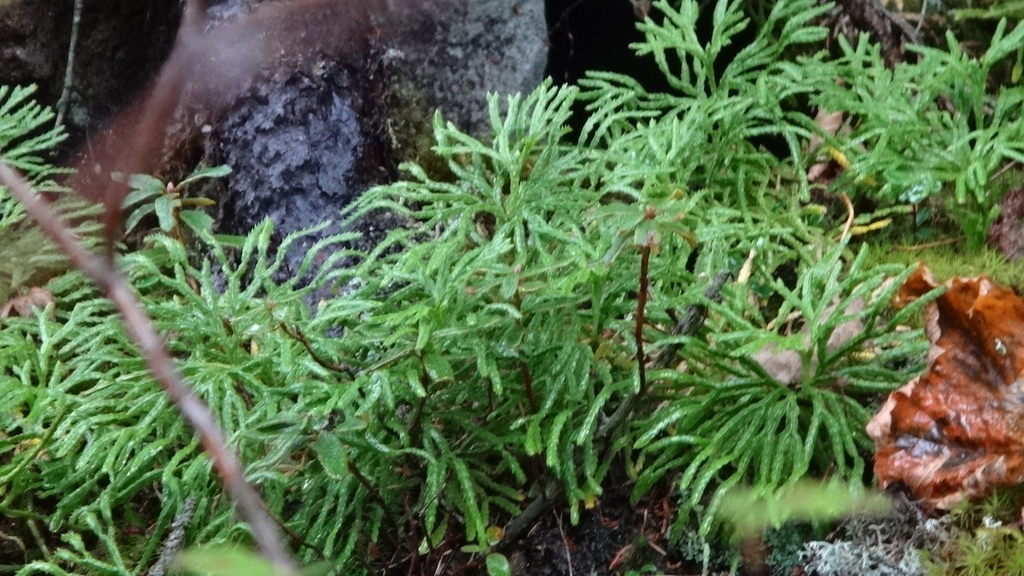 f:id:hatekota810:20180924112945j:plain