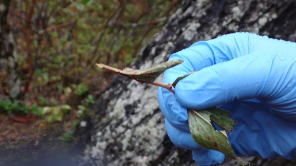 f:id:hatekota810:20180924113301j:plain