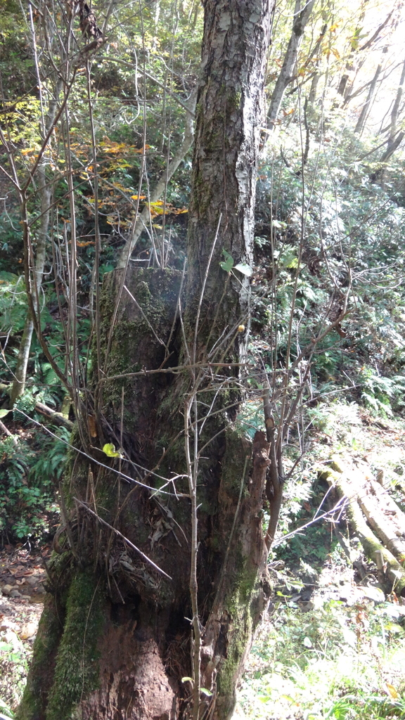 f:id:hatekota810:20181027192437j:plain