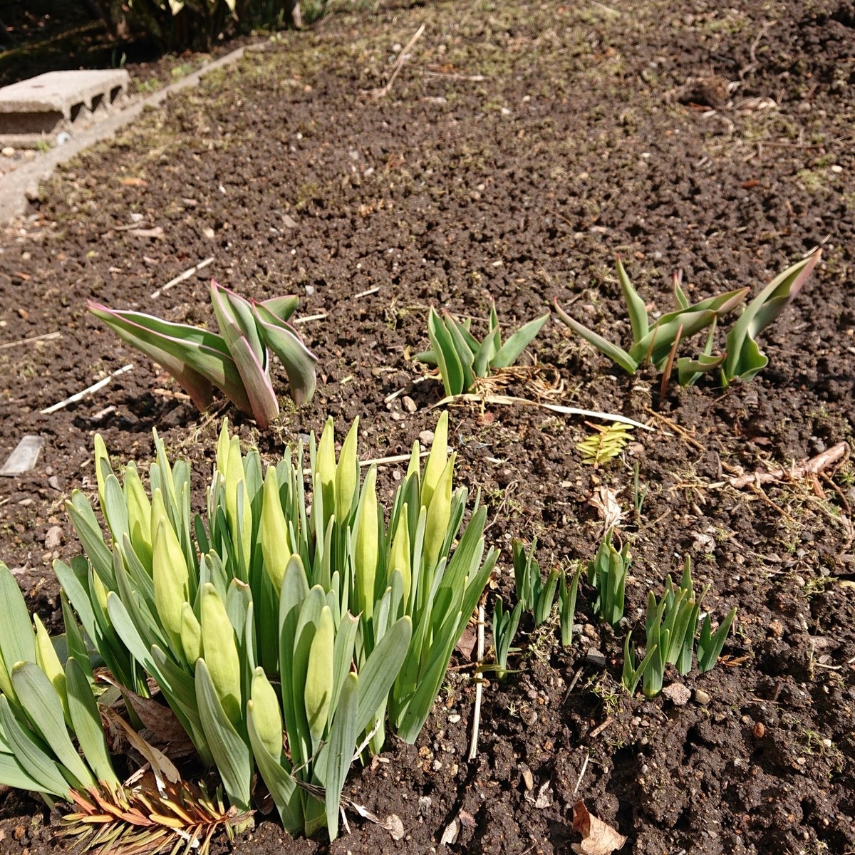 f:id:hatekota810:20190406173406j:plain