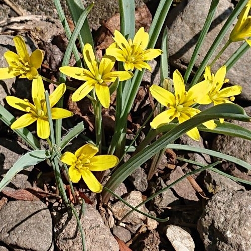 f:id:hatekota810:20190416185434j:plain