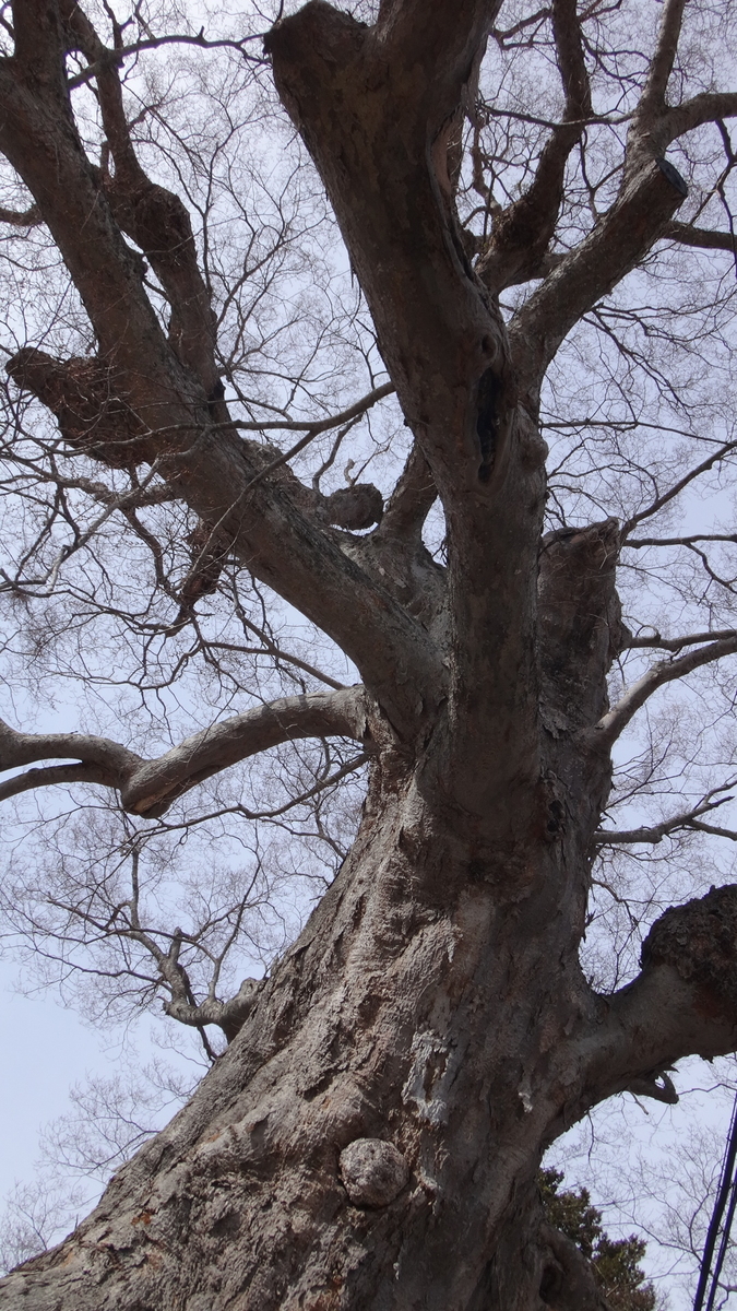 f:id:hatekota810:20190425072336j:plain