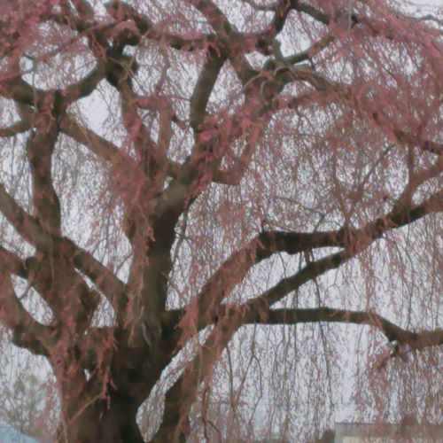 f:id:hatekota810:20190426194108j:plain